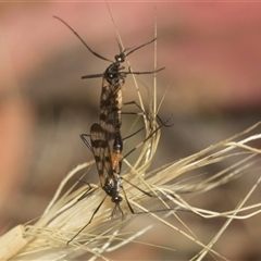 Gynoplistia (Gynoplistia) bella (A crane fly) at Gundary, NSW - 17 Nov 2024 by AlisonMilton