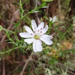 Stellaria pungens at Paddys River, ACT - 20 Nov 2024 08:25 AM