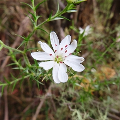 Stellaria pungens (Prickly Starwort) at Paddys River, ACT - 19 Nov 2024 by MB