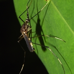 Unidentified Crane fly, midge, mosquito or gnat (several families) at Sheldon, QLD - 17 Nov 2024 by PJH123