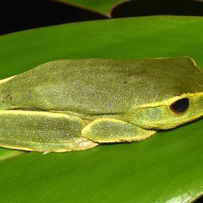 Unidentified Frog by PJH123