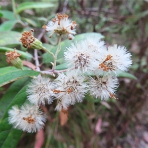 Olearia lirata at Paddys River, ACT - 20 Nov 2024 08:26 AM