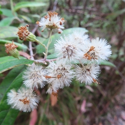 Olearia lirata (Snowy Daisybush) at Paddys River, ACT - 19 Nov 2024 by MB