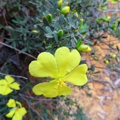 Hibbertia obtusifolia (Grey Guinea-flower) at Paddys River, ACT - 20 Nov 2024 by MB