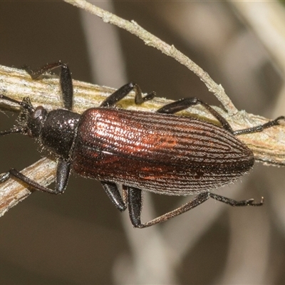 Homotrysis cisteloides (Darkling beetle) at Gundary, NSW - 17 Nov 2024 by AlisonMilton