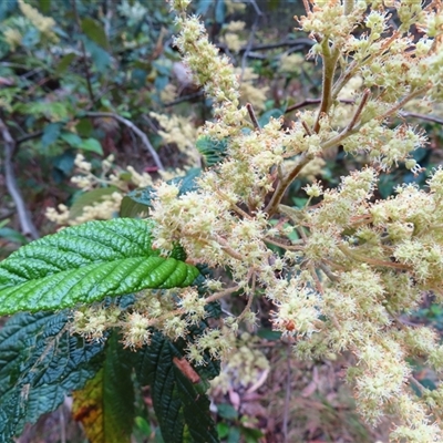 Pomaderris aspera (Hazel Pomaderris) at Paddys River, ACT - 20 Nov 2024 by MB