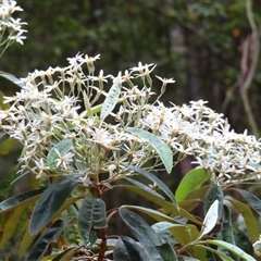 Olearia megalophylla (Large-leaf Daisy-bush) at Paddys River, ACT - 19 Nov 2024 by MB