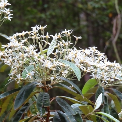 Olearia megalophylla (Large-leaf Daisy-bush) at Paddys River, ACT - 20 Nov 2024 by MB