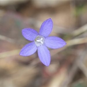 Wahlenbergia capillaris at Bungonia, NSW - 17 Nov 2024 11:42 AM