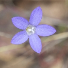 Wahlenbergia capillaris at Bungonia, NSW - 17 Nov 2024 11:42 AM