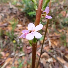 Stylidium armeria subsp. armeria (thrift trigger plant) at Paddys River, ACT - 20 Nov 2024 by MB