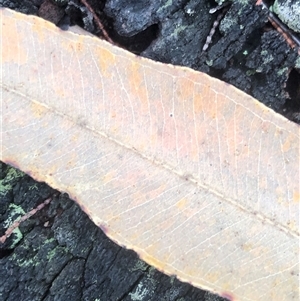 Eucalyptus resinifera subsp. resinifera at Kungala, NSW by donnanchris