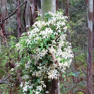 Clematis aristata at Kambah, ACT - 20 Nov 2024 09:08 AM