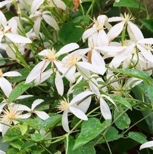 Clematis aristata at Kambah, ACT - 20 Nov 2024 09:08 AM