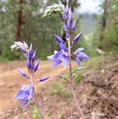 Veronica perfoliata (Digger's Speedwell) at Kambah, ACT - 19 Nov 2024 by MB