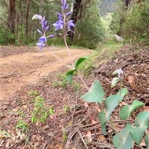 Veronica perfoliata at Kambah, ACT - 20 Nov 2024 09:19 AM