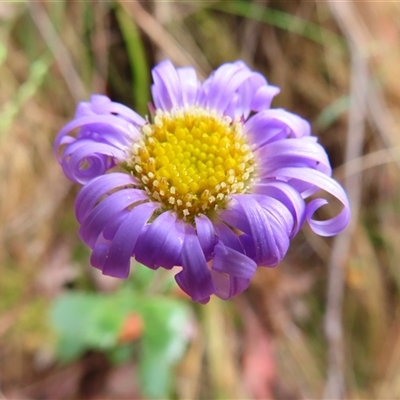 Brachyscome spathulata (Coarse Daisy, Spoon-leaved Daisy) at Kambah, ACT - 19 Nov 2024 by MB