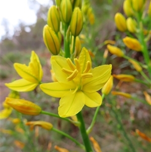 Bulbine glauca (Rock Lily) at Kambah, ACT by MB