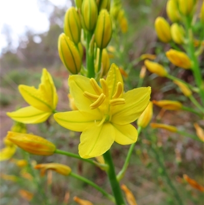 Bulbine glauca (Rock Lily) at Kambah, ACT - 19 Nov 2024 by MB