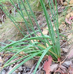 Bulbine glauca at Kambah, ACT - 20 Nov 2024 09:35 AM