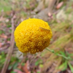 Craspedia variabilis (Common Billy Buttons) at Kambah, ACT - 20 Nov 2024 by MB