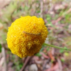 Lepidoptera unclassified IMMATURE moth at Kambah, ACT - 19 Nov 2024 by MB