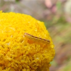 Lepidoptera unclassified IMMATURE moth at Kambah, ACT - 20 Nov 2024