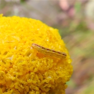 Lepidoptera unclassified IMMATURE moth at Kambah, ACT - 20 Nov 2024