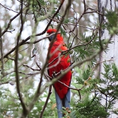 Platycercus elegans (Crimson Rosella) at Kambah, ACT - 20 Nov 2024 by MB