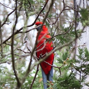 Platycercus elegans (Crimson Rosella) at Kambah, ACT by MB