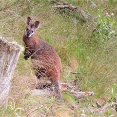 Notamacropus rufogriseus (Red-necked Wallaby) at Kambah, ACT - 19 Nov 2024 by MB