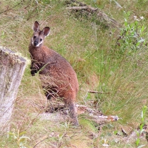 Notamacropus rufogriseus at Kambah, ACT - 20 Nov 2024