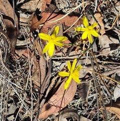 Tricoryne elatior (Yellow Rush Lily) at Isaacs, ACT - 20 Nov 2024 by Mike