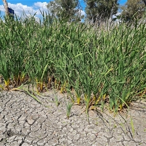 Typha sp. (Cumbungi) at Hume, ACT by Mike