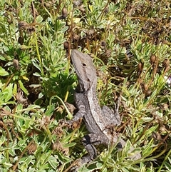 Amphibolurus muricatus by Aussiegall