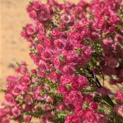 Unidentified Other Wildflower or Herb at Nerren Nerren, WA - 8 Nov 2024 by HelenCross