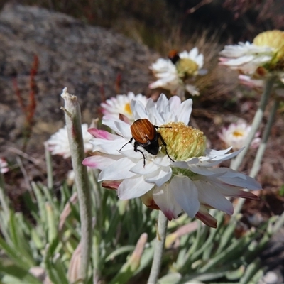 Phyllotocus rufipennis (Nectar scarab) at Kambah, ACT - 20 Nov 2024 by MB