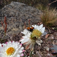 Phyllotocus rufipennis at Kambah, ACT - 20 Nov 2024 10:14 AM