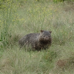 Vombatus ursinus (Common wombat, Bare-nosed Wombat) at Strathnairn, ACT - 12 Nov 2024 by Numbat