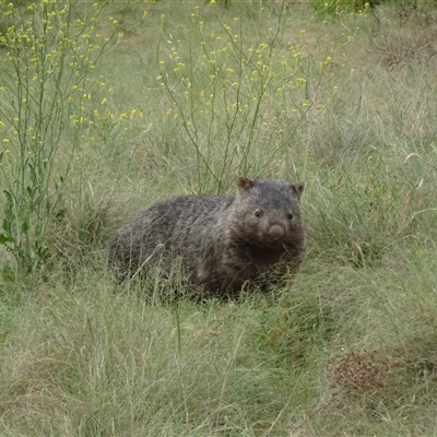 Vombatus ursinus (Common wombat, Bare-nosed Wombat) at Strathnairn, ACT - 12 Nov 2024 by Numbat