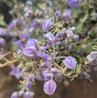 Unidentified Other Wildflower or Herb at Nerren Nerren, WA - 8 Nov 2024 by HelenCross