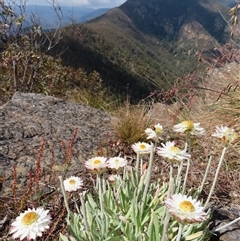 Leucochrysum alpinum (Alpine Sunray) at Kambah, ACT - 19 Nov 2024 by MB