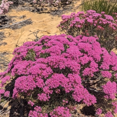 Unidentified Other Wildflower or Herb at Kalbarri National Park, WA - 26 Oct 2024 by HelenCross