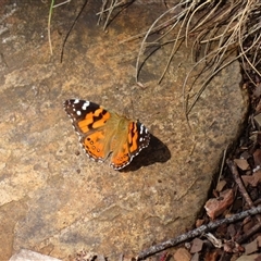Vanessa kershawi (Australian Painted Lady) at Kambah, ACT - 20 Nov 2024 by MB