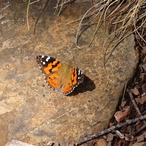 Vanessa kershawi (Australian Painted Lady) at Kambah, ACT by MB