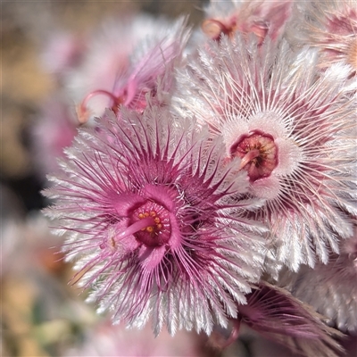 Unidentified Other Wildflower or Herb at Kalbarri National Park, WA - 26 Oct 2024 by HelenCross