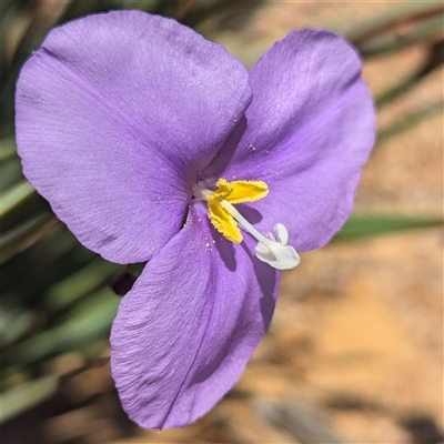 Patersonia sp. at Kalbarri National Park, WA - 26 Oct 2024 by HelenCross