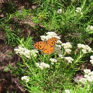 Heteronympha merope at Kambah, ACT - 20 Nov 2024 10:40 AM