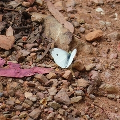 Pieris rapae (Cabbage White) at Kambah, ACT - 19 Nov 2024 by MB