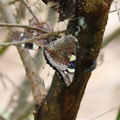 Vanessa itea (Yellow Admiral) at Kambah, ACT - 20 Nov 2024 by MB